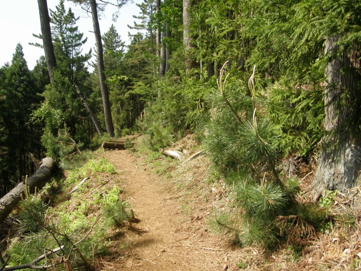 m 17^96 n@}cт̊Ԃʂ蔲