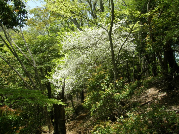 m 35^96 n@VVIijBܗti悤jccWƂĂ΂BccWȁB