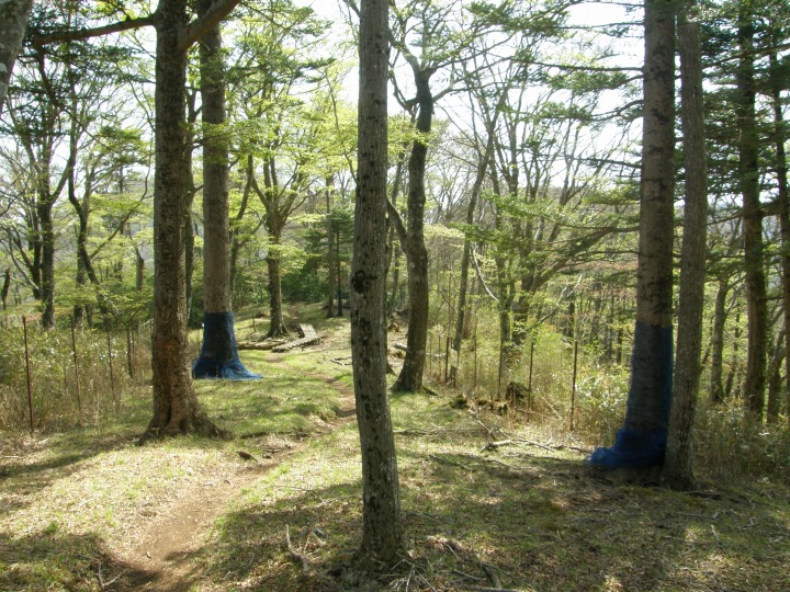 m 55^96 n@ی̐Ԃ܂Ă