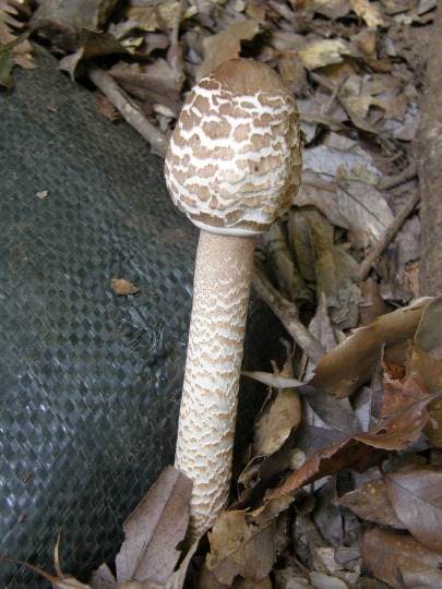 m 14^78 n@JJT^Pin^PȁjBHł͒łNAMĐHpƂ̂ƁB