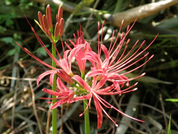 m 8^78 n@qKoiiފ݉ԁjBqKoiȁB